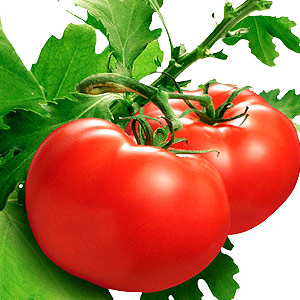 Tomato Leaf Absolute Oil